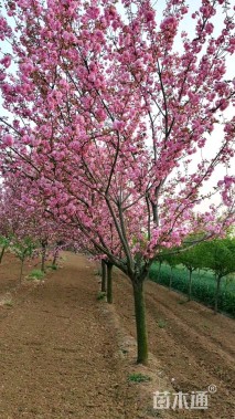 10公分日本晚樱