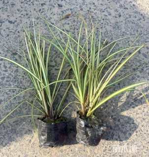 高度30厘米金叶苔草