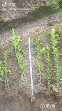 高度50厘米大叶黄杨