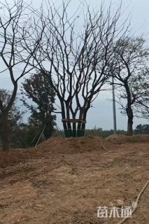 100公分(4杆)丛生朴树