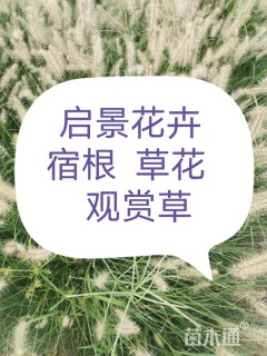 高度15厘米夏堇