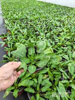 高度20厘米林荫鼠尾草