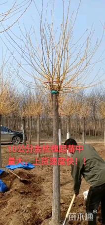 金枝槐