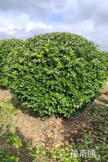 冠幅200厘米大叶黄杨球