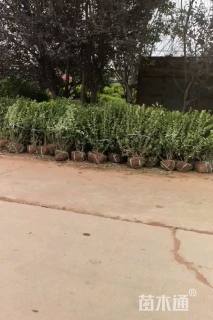 冠幅100厘米卫矛球