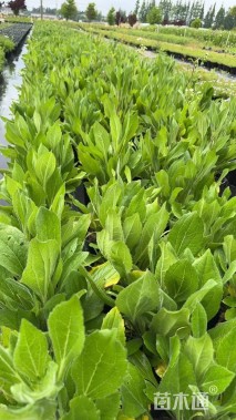 高度20厘米金光菊