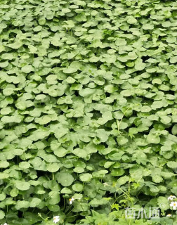 高度20厘米铜钱草