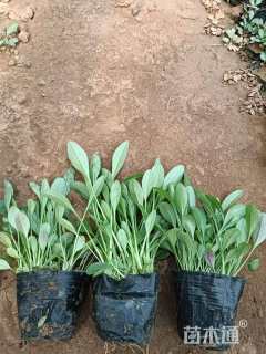 高度10厘米大花金鸡菊