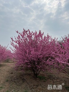 高度300厘米丛生榆叶梅