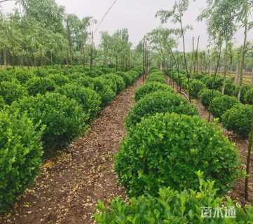 冠幅80厘米卫矛球