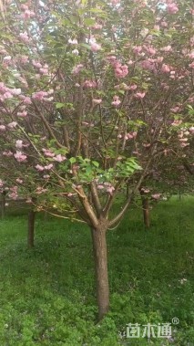 8公分染井吉野樱