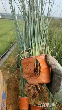 高度40厘米灯心草