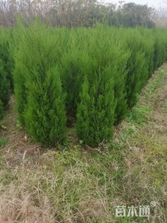高度80厘米蜀桧柏