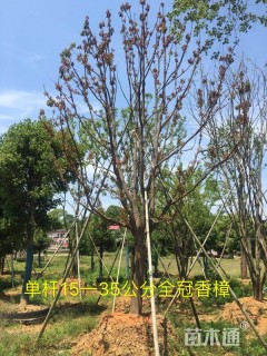 65公分香樟