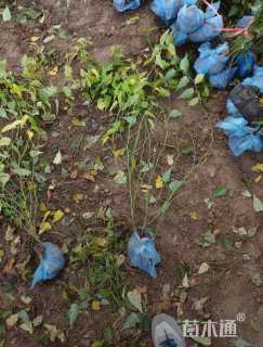 高度80厘米棣棠