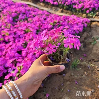 高度20厘米丛生福禄考