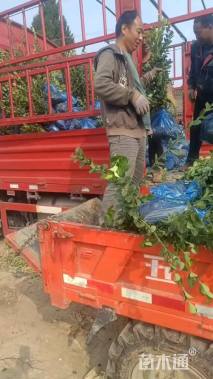 高度50厘米卫矛小苗