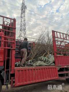 高度250厘米石榴