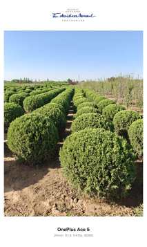 高度100厘米塔桧球