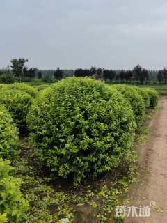 冠幅120厘米金叶女贞球