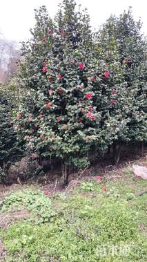 高度100厘米四季茶花