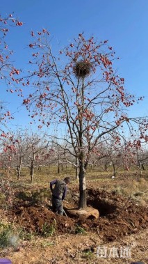 20公分柿树
