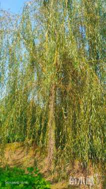 15公分金丝垂柳