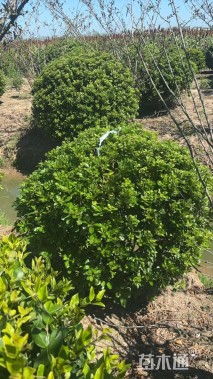 冠幅150厘米海桐球