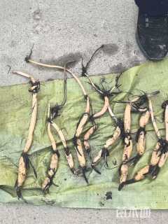 高度15厘米荷花