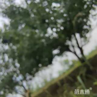 高度700厘米丛生元宝枫