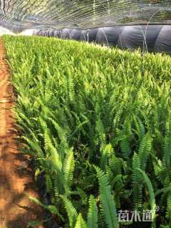 高度20厘米肾蕨