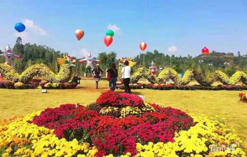 高度25厘米千头菊