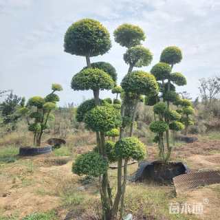 20公分造型亮晶女贞