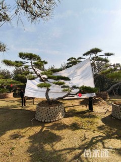 20公分造型赤松