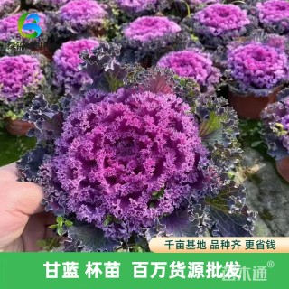 高度30厘米甘蓝