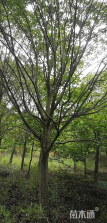 10公分红果冬青