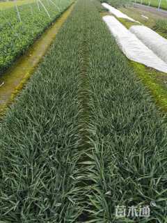 高度20厘米剑麻