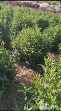 高度100厘米连翘