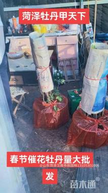 高度80厘米牡丹