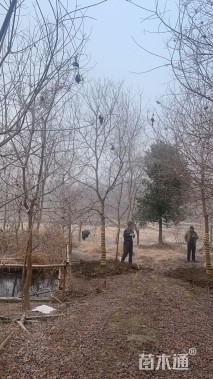 20公分乌桕