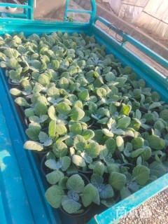 高度15厘米鼠尾草