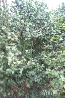 高度250厘米茶花