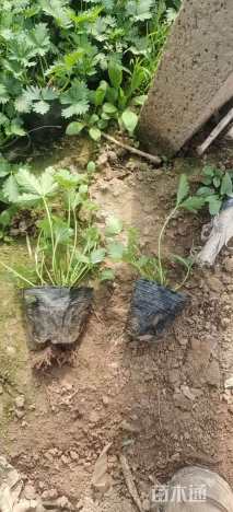 高度15厘米三叶委陵菜