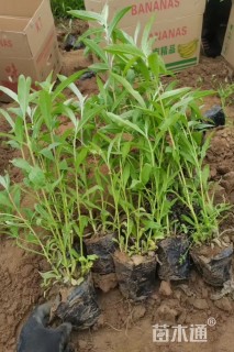 高度20厘米一串蓝