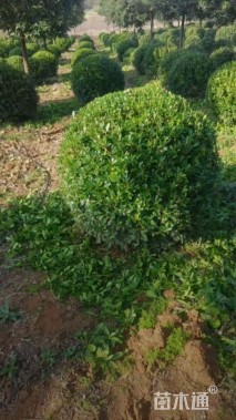 冠幅80厘米海桐球