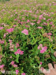 高度40厘米粉花绣线菊