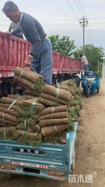 草卷状天堂草