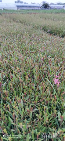 高度15厘米千鸟花