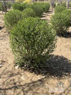 高度80厘米水蜡球