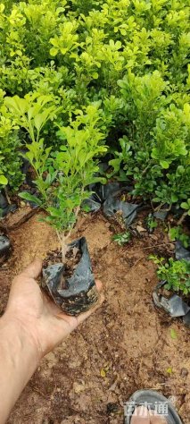 高度25厘米胡椒木容器苗